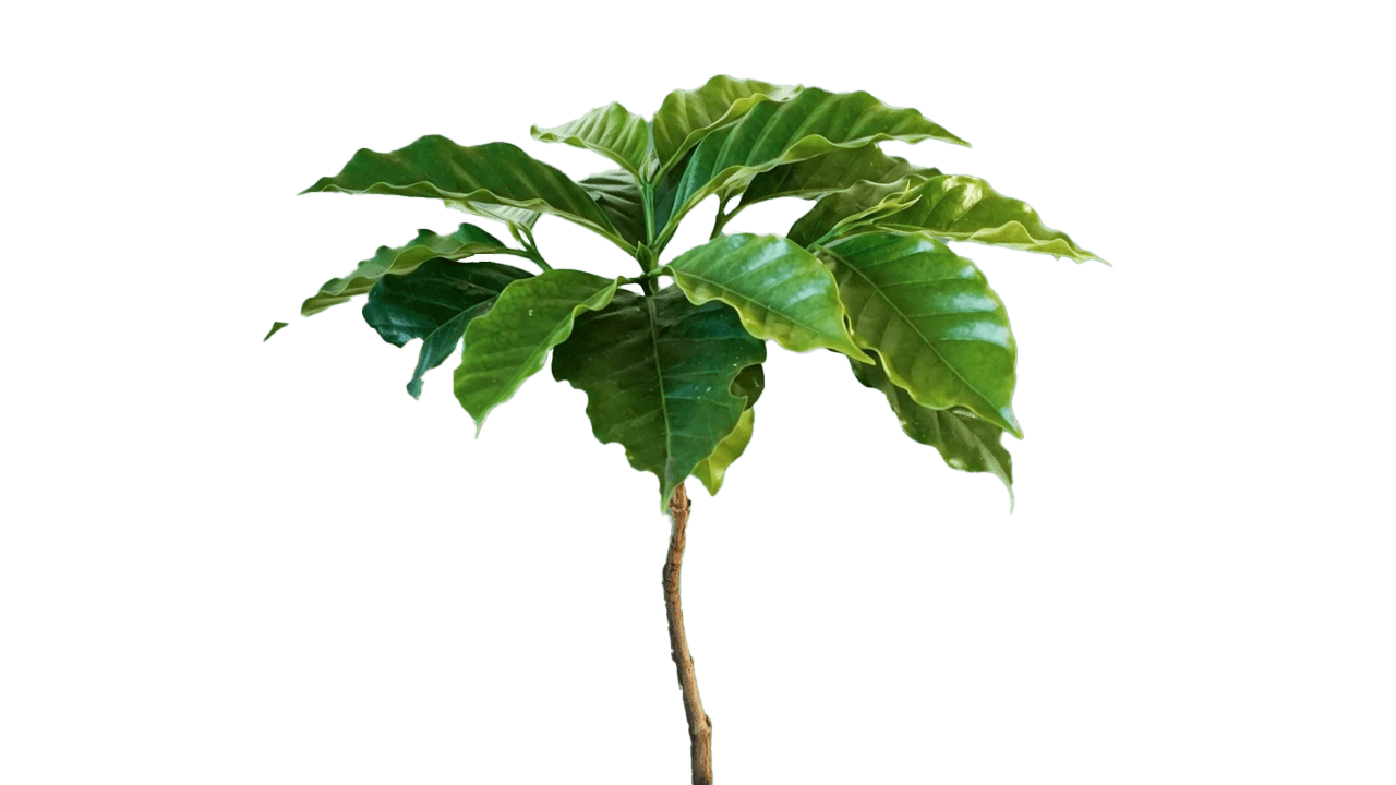 Living Tree Frame 11