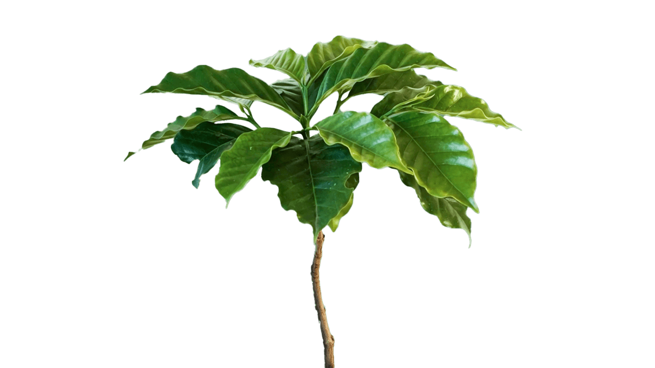 Living Tree Frame 2
