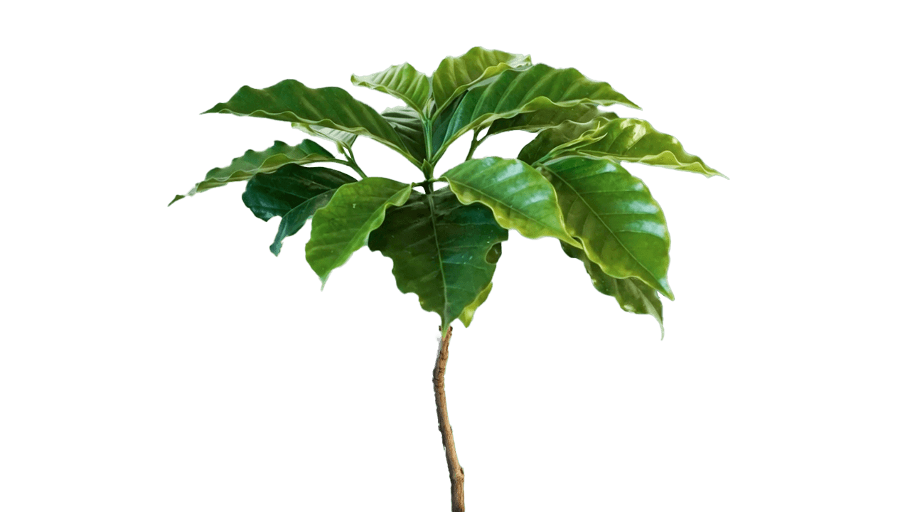 Living Tree Frame 20
