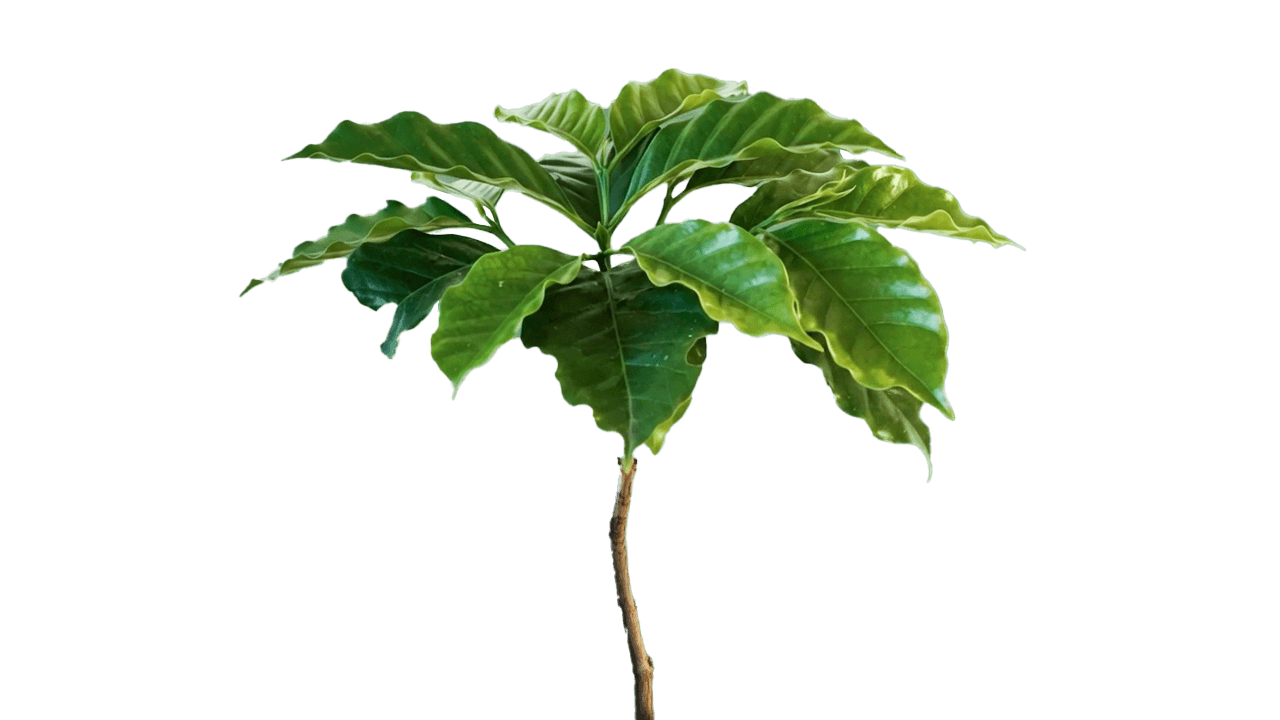 Living Tree Frame 22