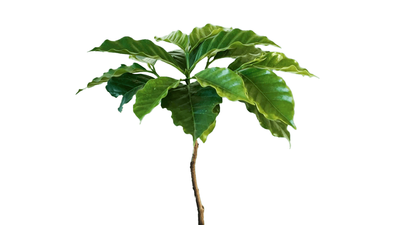 Living Tree Frame 26