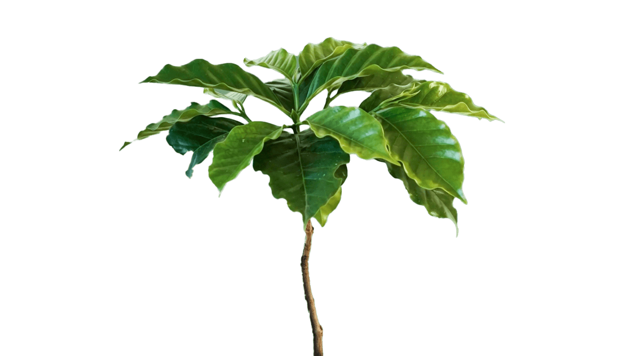 Living Tree Frame 27