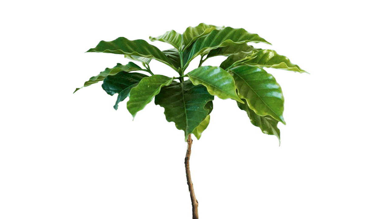 Living Tree Frame 28