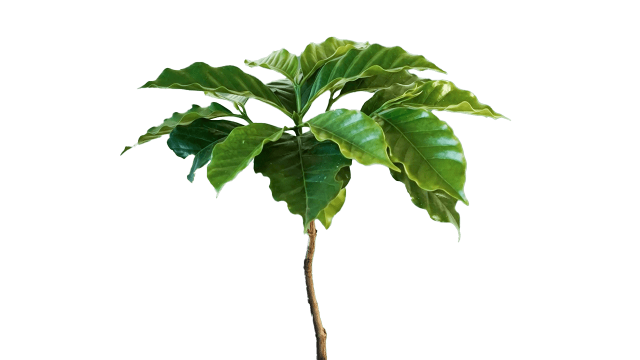 Living Tree Frame 29