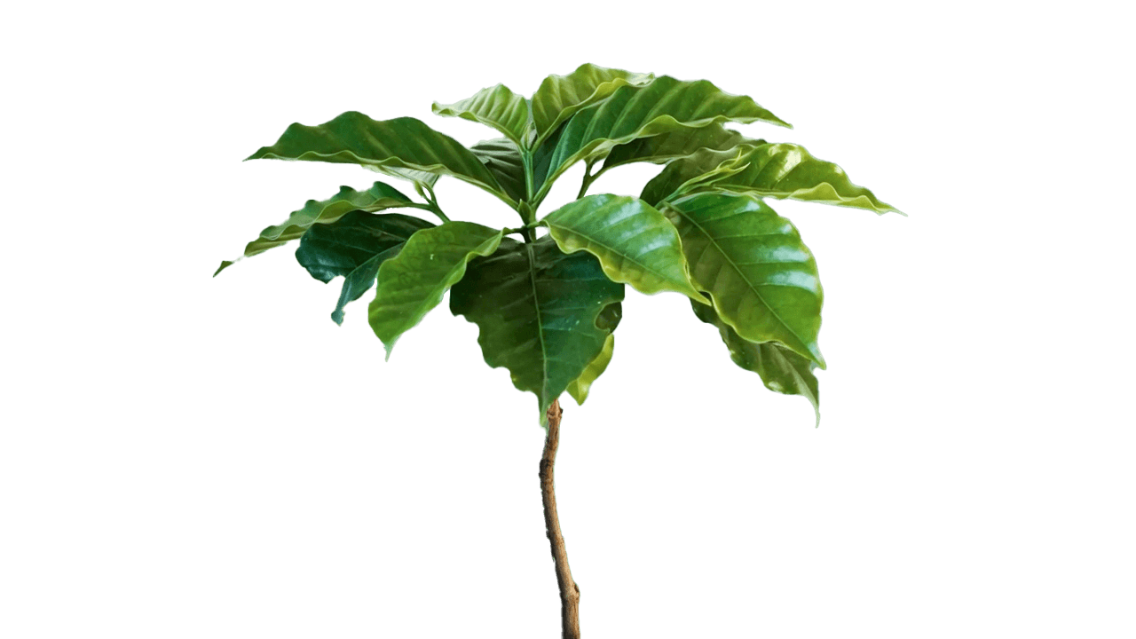 Living Tree Frame 32