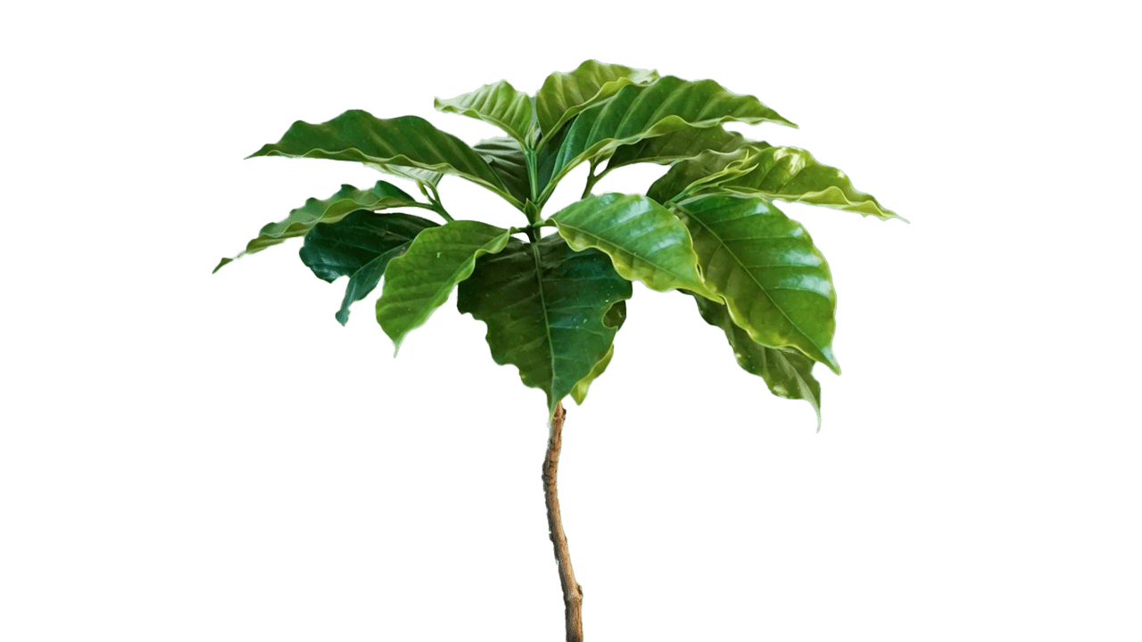 Living Tree Frame 6